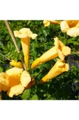 Borazan Çiçeği Campsis Radicans Sarı Acem Borusu Fidanı 40-60 cm - 2