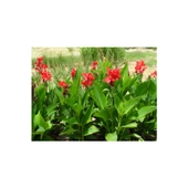 Kana Çiçeği Tesbih Çiçeği (Canna Indica) - 1