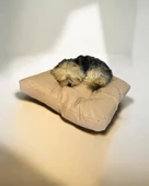 POUCH EKRU Kedi Köpek Minderi 65 X 65 CM - 1