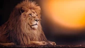 Aslan Temalı Duvar Kağıdı - 6
