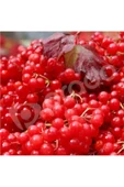 Prado Girabolu Meyvesi (GİLABURU, GİREBOLU) 5 Lt -2,5kg Meyve GIRABOLU - 2