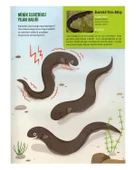 Yaratıcı Etkinliklerle Ekoloji Tropikal İklim Erdem Yayınları thumbnail 2