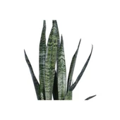 Peygamber Kılıcı Fidanı Paşa Kılıcı, Sansevieria 20-40 cm thumbnail 2