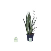 Peygamber Kılıcı Fidanı Paşa Kılıcı, Sansevieria 20-40 cm thumbnail 3