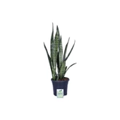 Peygamber Kılıcı Fidanı Paşa Kılıcı, Sansevieria 20-40 cm thumbnail 1