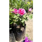 Isparta Gülü Fidanı Saksılı Reçellik Kokulu Pembe 10-20 cm - 1