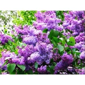 Leylak Fidanı Çiçeği Kokulu 30-50 cm thumbnail 1