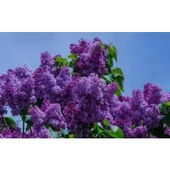 Leylak Fidanı Çiçeği Kokulu 30-50 cm thumbnail 2