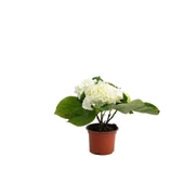 Macrophylla Ortanca 10-20 cm 3 Adet Beyaz - 1