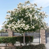 Beyaz Oya Çiçeği Fidanı 40-60 cm - 1