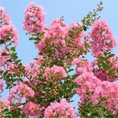 Gül Pembe Oya Çiçeği Fidanı 40-80 cm - 1