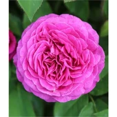 Reçellik Pembe Kokulu Gerçek Isparta Gülü Fidanı 10-20 cm thumbnail 2