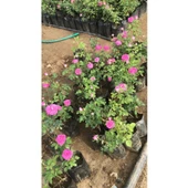 Pembe Reçellik Gerçek Isparta Gülü Fidanı 10-20 cm thumbnail 2