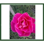 Aşılı Isparta Gülü Fidanı 10-20 cm thumbnail 1