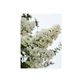 Beyaz Oya Çiçeği Fidanı 40-60 cm - 2