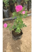Bol Kokulu Gerçek Isparta Gülü 10-20 cm - 1