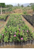 Bol Kokulu Gerçek Isparta Gülü 10-20 cm - 3