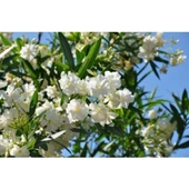 Beyaz Zakkum Çiçeği Fidanı 40-70 cm Saksılı thumbnail 3