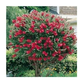 Saksılı Fırça Çalısı Fidanı 50-100 cm - 2