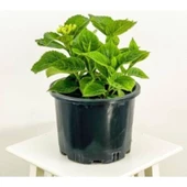 1 Adet Beyaz Ortanca Çiçeği Fidanı Saksılı 10-20 cm thumbnail 2