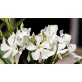 Beyaz Zakkum Çiçeği Fidanı 40-70 cm Saksılı thumbnail 1