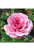 Sarmaşık Gül Fidanı Isparta Gülü 10-20 cm - 4