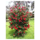 Saksılı Fırça Çalısı Fidanı 50-100 cm - 1