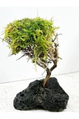 canlipetshop Moss Sarılı Ağaç Figürü Lav Kayasında Moss Ağacı Karides Yuvası Ve Akvaryum Dekoru 15-20 Cm Boy - 2