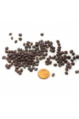 canlipetshop Palmiye Ağacı Tohumu Washingtonia Filifera 180 Adet Tohum (30 Adet*6 pkt) - 2