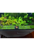 Betta Didyma Java Moss Akvaryum Bitkisi 5x5 Tele Sarılı 10'lu Paket thumbnail 1