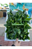 canlipetshop Anubias Barteri Var Nana Ithal A++ Kalitede 3-5 Yaprak Jumbo Boy - 2