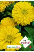 Arzuman Beybenibeğendi (zinnia) Çiçek Tohumu 30 Adet - 1