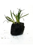 canlipetshop Lav Kayasına Tutturulmuş Ophiopogon japonicus Minima (Zemin Bitkisi) 3 kök 4-5 Cm - 2