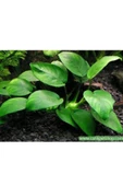 canlipetshop Anubias Barteri Var Nana Ithal A++ Kalitede 3-5 Yaprak Jumbo Boy - 1