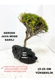 canlipetshop Moss Sarılı Ağaç Figürü Lav Kayasında Moss Ağacı Karides Yuvası Ve Akvaryum Dekoru 15-20 Cm Boy - 3
