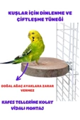 canlipetshop Kuşlar İçin Çiftleşme Ve Dinlenme Tüneği Yuvarlak Vidalı Doğal Ahşap 1 Adet 8-10 Cm Çap - 1