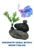 canlipetshop Dekoratif Akvaryum Ve Fanus Dekoru Üçlü Doğal Taş Bitkili (10*7 cm) - 1