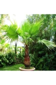 canlipetshop Palmiye Ağacı Tohumu Washingtonia Filifera 180 Adet Tohum (30 Adet*6 pkt) - 3