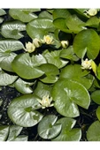 Özden Aquatics Canlı Nilüfer, Gölet Ve Havuz Bitkisi Beyaz Çiçekli Nymphaea Lotus - 3