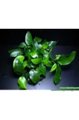canlipetshop Anubias Barteri Var Nana Ithal A++ Kalitede 3-5 Yaprak Jumbo Boy - 3