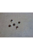 TRABLE Palmiye Tohumu 30 Adet Tohum - 2
