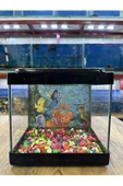 ErtargınShop Siyah Renkli Kare Mini Akvaryum 20x20x15 - 1