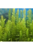 BabelHome Ceratophyllum Demersum (TİLKİ KUYRUĞU ÇAM) Akvaryum Bitkisi - 5 Kök - 2