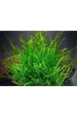 AQUALAND Akvaryum Java Moss 5x5 Tabakaya Bol Sarılı - 1