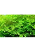 Atakan Petshop Christmas Moss Cup Canlı Bitki - 1