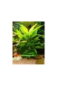 TROPİKAL Hygrophila Corymbosa -limon 5 Kök - 1