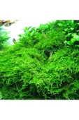 Atakan Petshop Christmas Moss Cup Canlı Bitki - 2