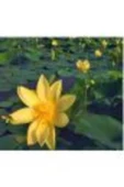 canlipetshop Nilüfer Nuphar Japonica Su Üstü Bitkisi Soğan Halinde 2 Adet - 2