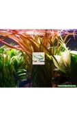 TROPİKAL Vallisneria Marmor - Kızıl Uçlu Saz 5 Kök - 1