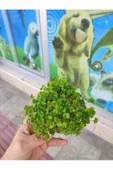canlipetshop Dichondra Repens "kayaya Tutturulmuş" - 2
